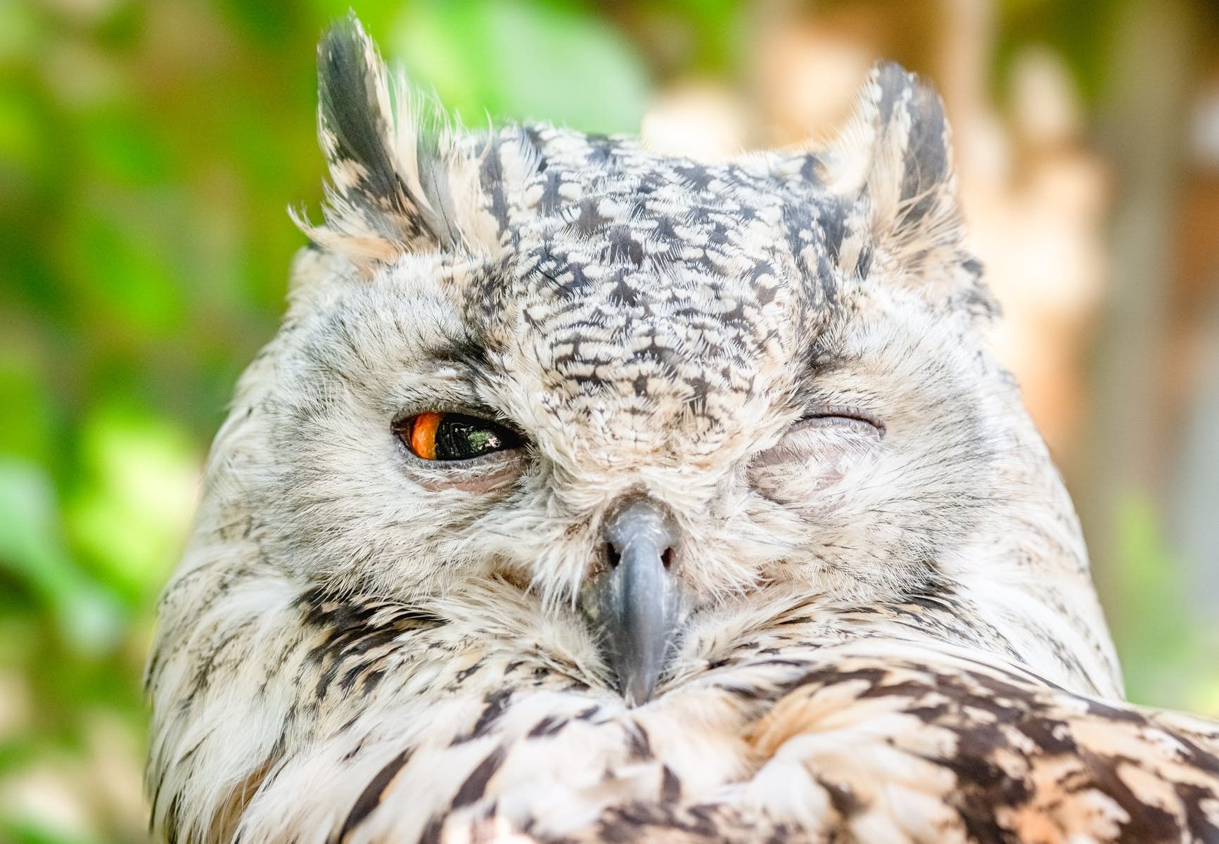 close up photo of owl with one eye open